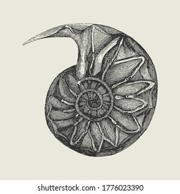 Vintage Drawing of a Nautilus fossil Vector