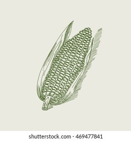 Vintage drawing of sweet corn.