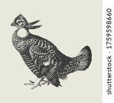 Vintage Drawing of a Wild Prairie Chicken Bird Vector