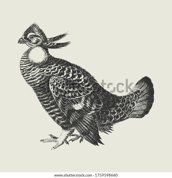 Vintage\
Drawing of a Wild Prairie Chicken Bird\
Vector