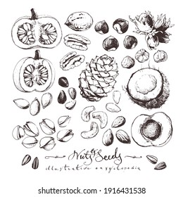 Vintage drawings of nuts and seeds, ink drawn food illustrations