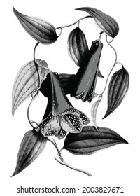 vintage drawn chilean bellflower free download free download