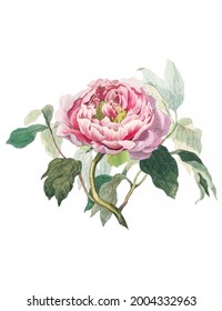 Vintage drawn illustration of cabbage rose free download shutterstock perfect for fabrics, t-shirts, mugs, decals, pillows, logo, pattern and much more!