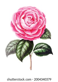 Vintage drawn illustration of cabbage rose free download shutterstock perfect for fabrics, t-shirts, mugs, decals, pillows, logo, pattern and much more!