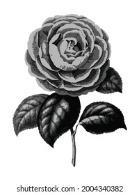 Vintage drawn illustration of cabbage rose free download shutterstock perfect for fabrics, t-shirts, mugs, decals, pillows, logo, pattern and much more!