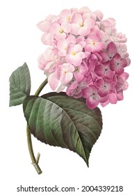 Vintage drawn illustration of Hydrangea free download shutterstock perfect for fabrics, t-shirts, mugs, decals, pillows, logo, pattern and much more!