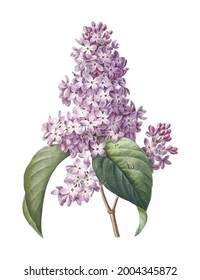 Vintage drawn illustration of Lilac free download shutterstock perfect for fabrics, t-shirts, mugs, decals, pillows, logo, pattern and much more!