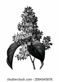 Vintage drawn illustration of Lilac free download shutterstock perfect for fabrics, t-shirts, mugs, decals, pillows, logo, pattern and much more!