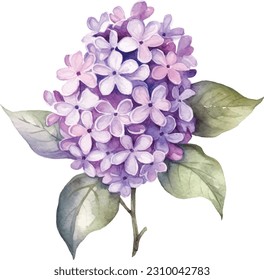Vintage drawn illustration of Lilac free download shutterstock perfect for fabrics, t-shirts, mugs, decals, pillows, logo, pattern and much more svg