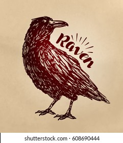 Vintage drawn raven. Crow, bird sketch. Vector illustration