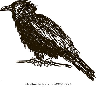Vintage drawn raven. Crow, bird sketch. Vector illustration