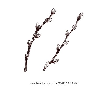 Vintage easter botanical hand drawn willow branches sketch set  