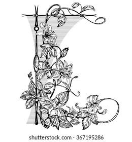 Vintage elegant flowers. Black and white vector illustration. Honeysuckle flower. Botany. 