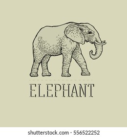 Vintage Elephant Logo design vector template linear style.