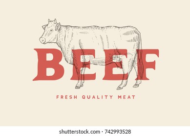 Vintage emblem with picture of cow and inscription Beef, fresh meat. Engraving label. Vector template for meat business.