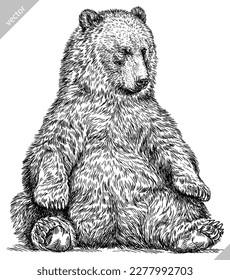 Vintage engrave isolated black bear set illustration ink sketch. American grizzly background asian animal silhouette vector art