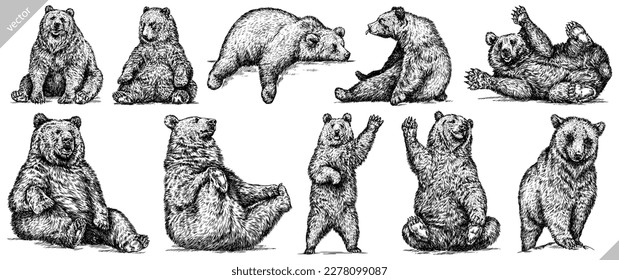 Vintage engrave isolated black bear set illustration ink sketch. American grizzly background asian animal silhouette vector art
