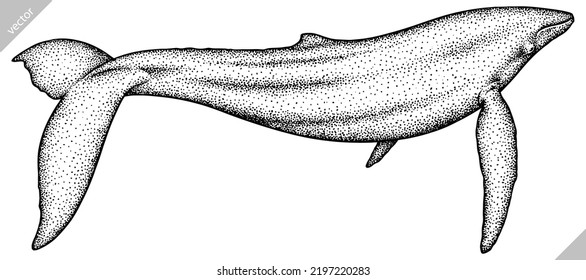 Vintage engrave isolated blue whale set illustration humpback ink sketch. Wild cachalot background line giant dolphin vector art