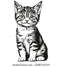 Vintage engrave isolated Cat illustration cut ink sketch kitten
