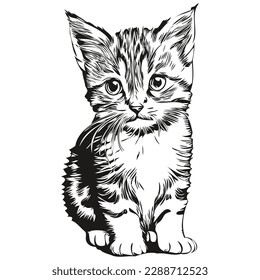 Vintage engrave isolated Cat illustration cut ink sketch kitten
