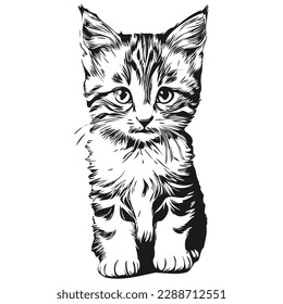 Vintage engrave isolated Cat illustration cut ink sketch kitten
