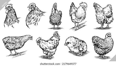 Vintage engrave isolated chicken set illustration ink sketch. Hen fowl background rooster vector art