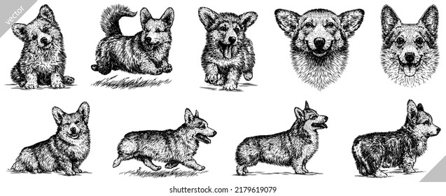 Vintage engrave isolated corgi dog set illustration ink sketch. welsh pembroke background korgi vector art