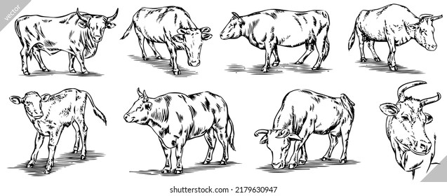 Vintage engrave isolated cow set illustration ink sketch. Bull background calf vector art