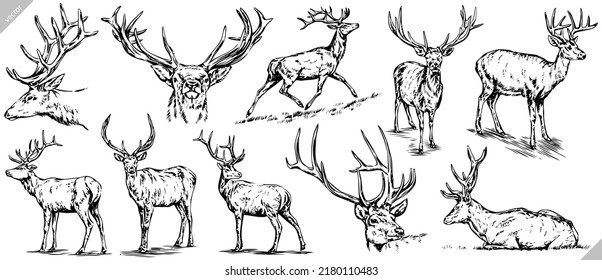 Vintage engrave isolated deer set illustration ink sketch. Wild doe stag background reindeer vector art