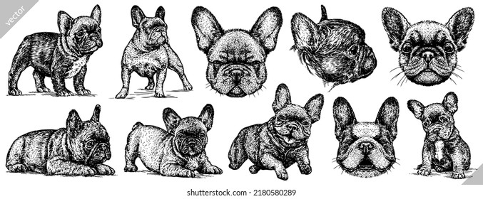 Vintage engrave isolated french bulldog set illustration ink sketch  Puppy background dog vector art