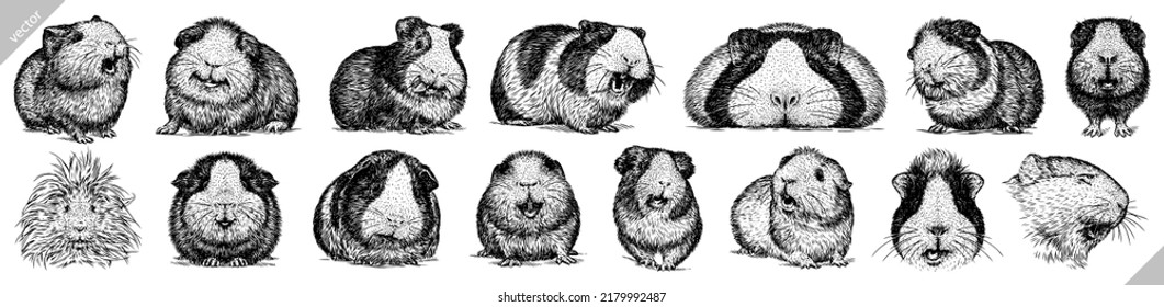 Vintage engrave isolated guinea pig set illustration ink sketch. Hamster background mouse vector art