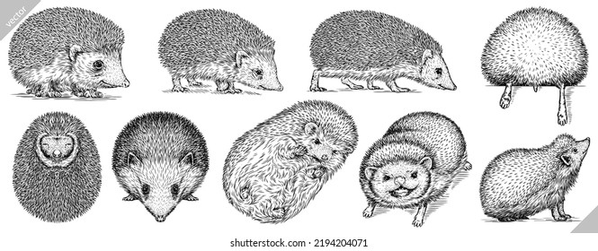 Vintage engrave isolated hedgehog set illustration cut ink sketch. Wild pet background line hedge vector art