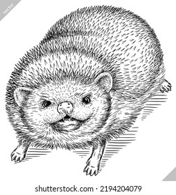 Vintage engrave isolated hedgehog set illustration cut ink sketch. Wild pet background line hedge vector art