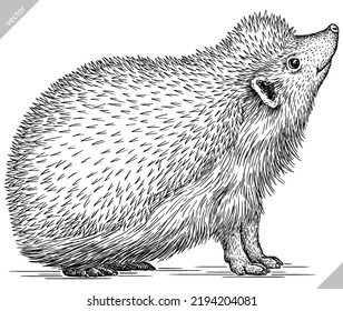 Vintage engrave isolated hedgehog set illustration cut ink sketch. Wild pet background line hedge vector art