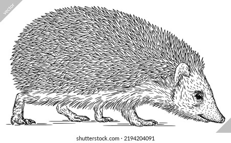 Vintage engrave isolated hedgehog set illustration cut ink sketch. Wild pet background line hedge vector art