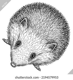 Vintage engrave isolated hedgehog set illustration cut ink sketch. Wild pet background line hedge vector art