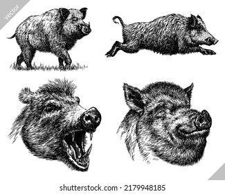 Vintage engrave isolated hog set illustration ink sketch. Wild boar background pig vector art