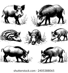 Vintage engrave isolated hog set illustration ink sketch. Wild boar background pig vector art