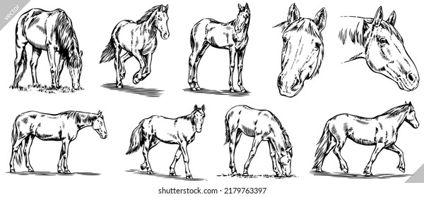 Vintage engrave isolated horse set illustration ink sketch. Wild mustang background nag vector art