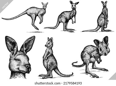 Vintage engrave isolated kangaroo set illustration ink sketch. Wild wallaby background vector art