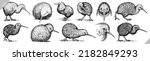 Vintage engrave isolated kiwi set illustration ink sketch. Wild bird background line vector art