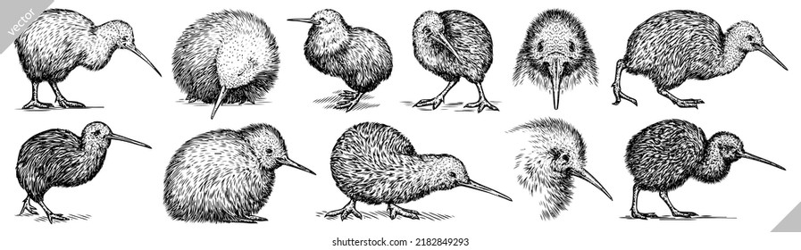 Vintage engrave isolated kiwi set illustration ink sketch. Wild bird background line vector art