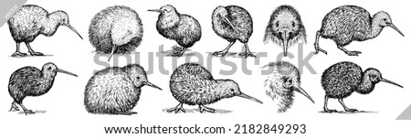 Vintage engrave isolated kiwi set illustration ink sketch. Wild bird background line vector art