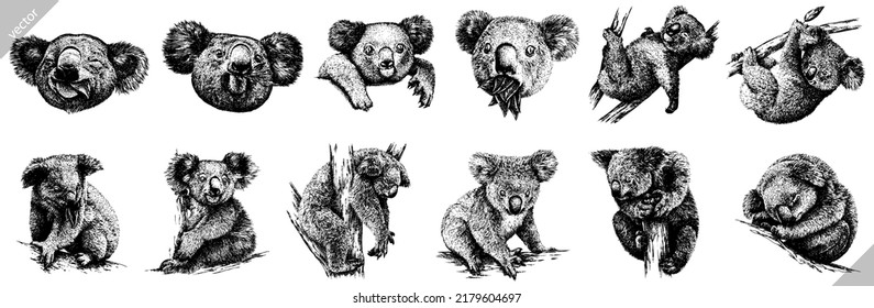 Engrave vintage aislado koala set ilustración sketch de tinta. Arte vectorial de fondo de Koala