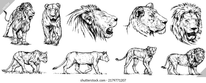 Vintage engrave isolated lion set illustration ink sketch. Wild cat background leo vector art