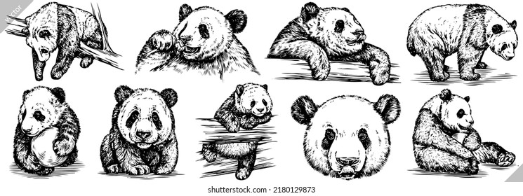 Vintage engrave isolated panda set illustration ink sketch. Wild bear background bamboo vector art