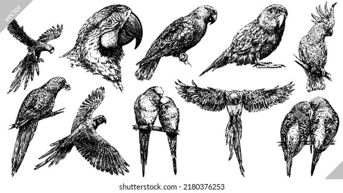 Vintage engrave isolated parrot set illustration ink sketch. Parakeet background bird vector art