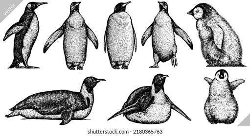 Vintage engrave isolated penguin set illustration ink sketch. Wild bird background imperial vector art