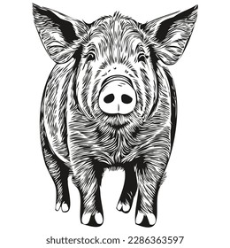 Vintage engrave isolated Pig illustration cut ink sketch hog
