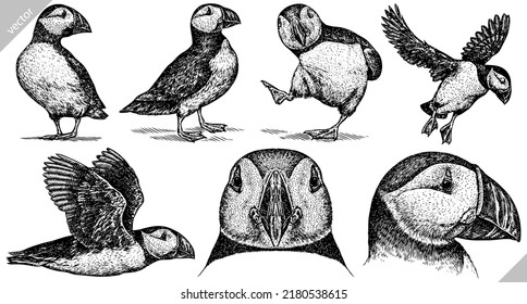 Vintage engrave isolated puffin set illustration ink Thunderbird sketch. Wild bird background Stormy petrel vector art svg